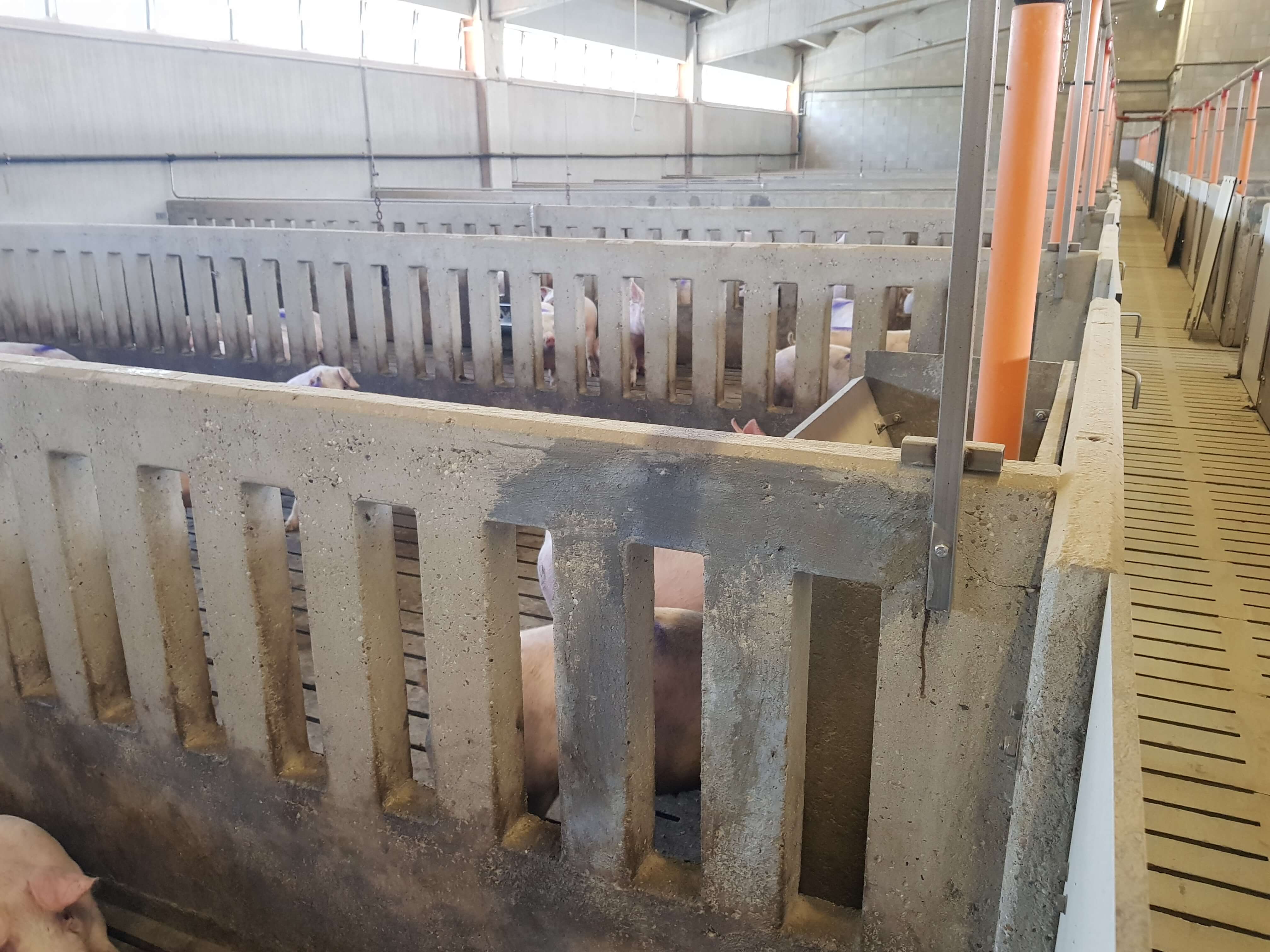 Ecobeton Strutturale used in a pig shed